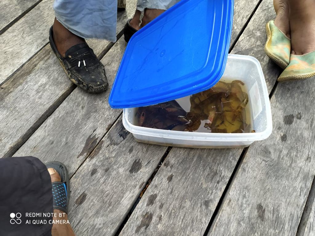 Collected aquatic specimens in a field sample container